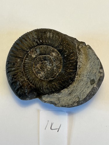 Large dactylioceras - large, sp