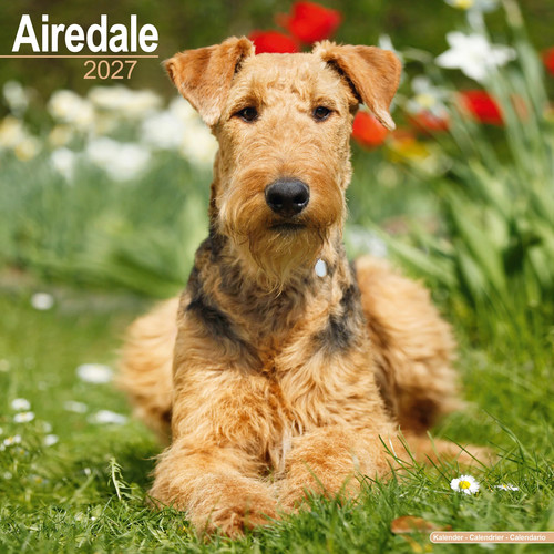 Airedale 2027 calendar dog - 2027,