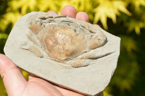 Lovely rare fossil crab - ,
