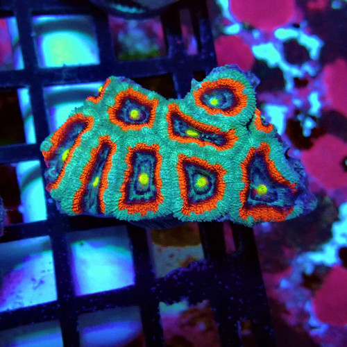 Wysiwyg acan lord - acan, frag