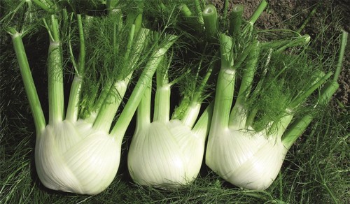 Fennel rondo seeds - rondo,