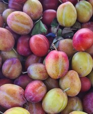 4ft victoria plum tree grafted - plum,