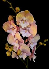 Phalaenopsis "Rainbow Unicorn" Big Peloric Lip. 2 Flowers Spikes. Unique Blooms.