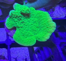 🍏🟩GREEN Montipora Plating Coral Frag SPS - NOT LPS or SOFT coral
