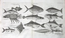 Antique Fish Print MULLET, CRAYFISH, STING RAY, CUTTLEFISH, SOLE  Kip 1732