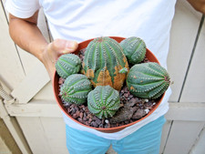 Euphorbia Obesa Succulent