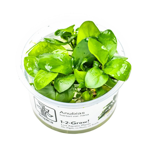 Tropica anubias barteri nana - tropica,