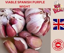 20x Loose Garlic Cloves For planting 'Hardneck Spanish Purple Wight' From  Bulb