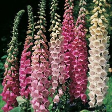 Pack x6 Foxglove 'Excelsior