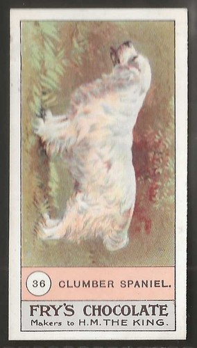 Frys fowls pigeons dogs - frys-fowls,