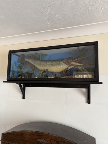 Pike fish taxidermy display - fish,