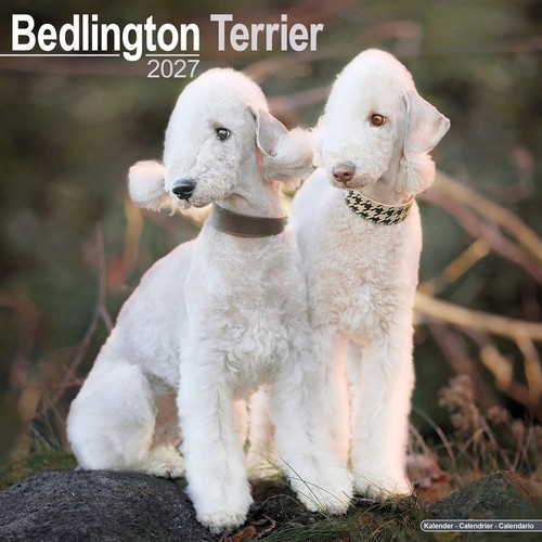 Bedlington terrier calendar - bedlington,