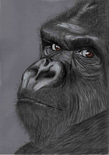 Original coloured pencil