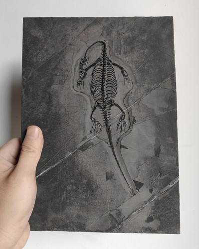Keichousaurus skeleton fossil - keichousaurus,
