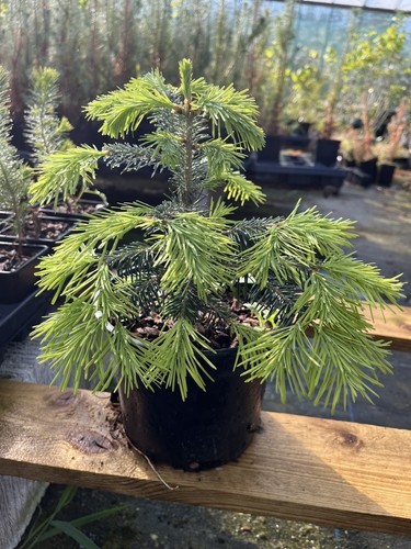 Corkbark fir 40cm - corkbark, (2l)