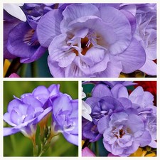 Double Flowering Freesia Blue