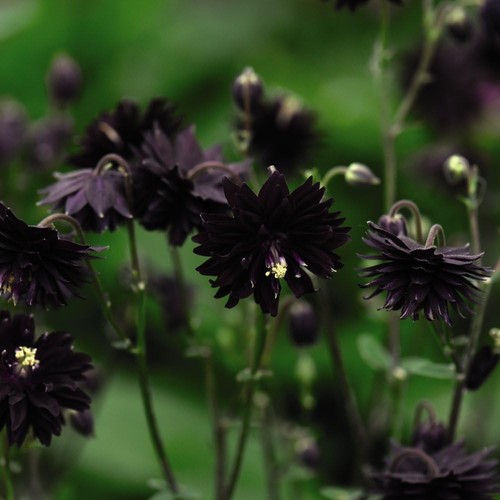Aquilegia vulgaris stellata - vulgaris,
