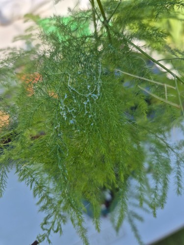 One rosemary herb - one,