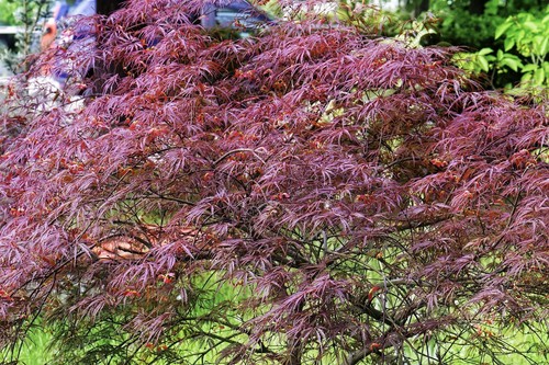 Acer palmatum dissectum garnet - palmatum,