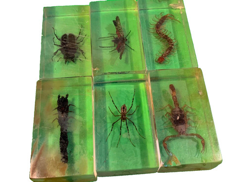 Insects resin beatles - resin,