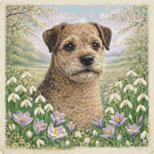 Border terrier puppy dog - puppy,