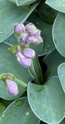 Hosta blue mouse ears small - ears,