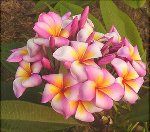 Fresh seeds frangipani - 5,