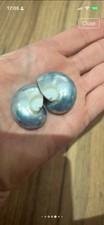 Natural Nautilus Pearlized