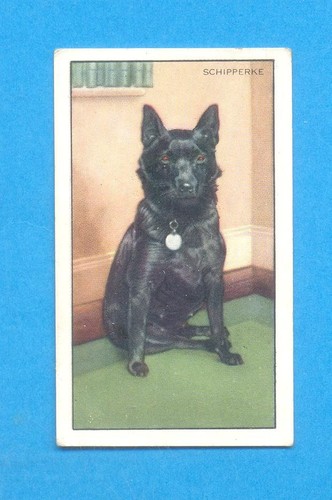 DOGS.No.24.THE