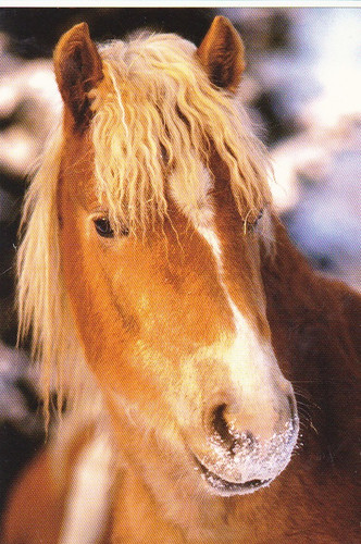 Haflinger postcard horse - haflinger,