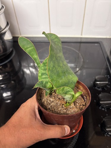 Sansevieria masoniana victoria - masoniana,