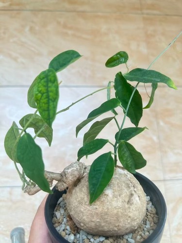 6cm rare live house - rare,