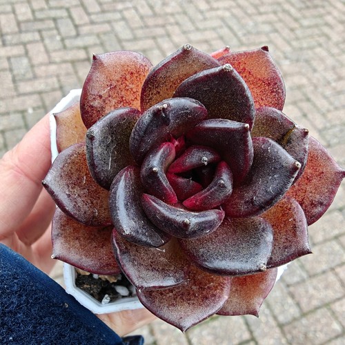 Echeveria rare black - echeveria,