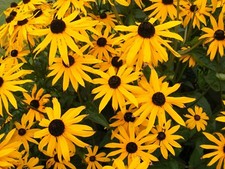 10 RUDBECKIA 'GOLDSTURM'