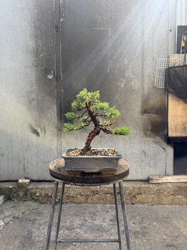 Imported japanese sargentii - imported,