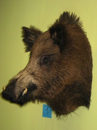 Wild boar head maximum - head, (1)