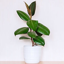 Premium Ficus Robusta - Rubber Plant | Ideal for Home or Office | 30-40cm Potted