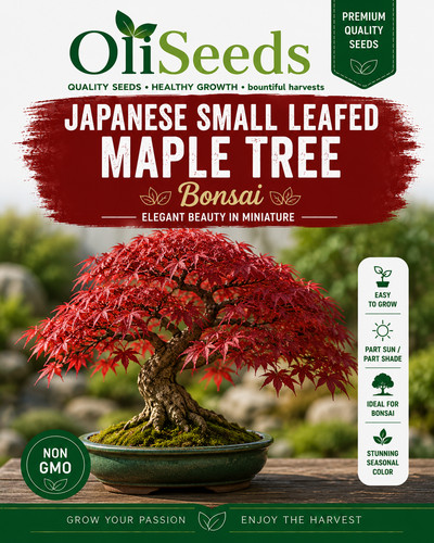 Japanese maple seeds acer - seeds,