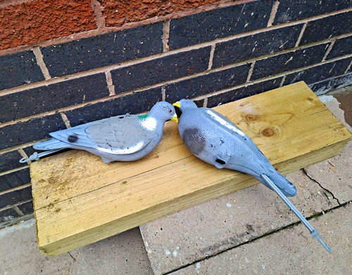Full bodied plastic pigeon - bodied,