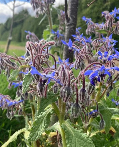 Herb blue borage - herb, 1