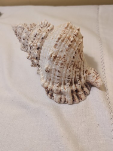 Large shell - shell,