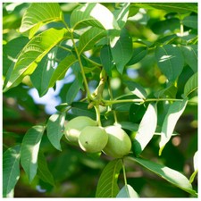 Large English Walnut Fruit Tree 4-5ft Tall in 6L Pot, Grow Nuts, Juglans Regia