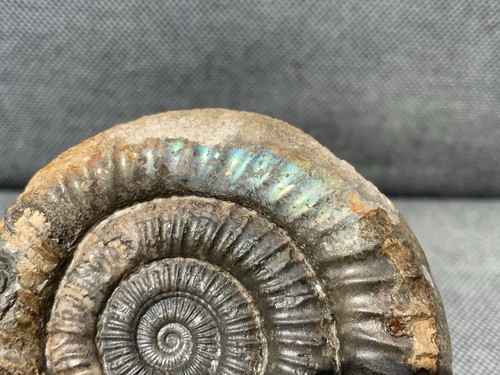 Dactylioceras iridescent - dactylioceras, sp.