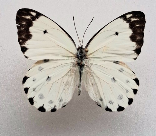 Belenois calypso white - calypso,