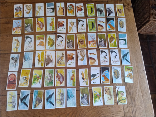 Vintage retro collectable tea - collectable,
