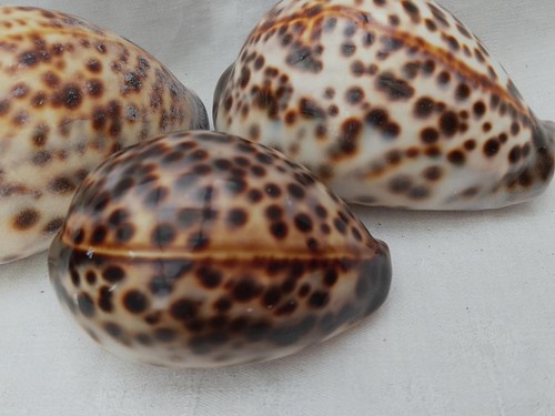 Tiger cowrie shells - shells, natural