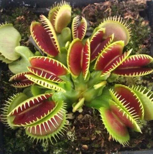 Giant venus fly trap dionaea - venus,