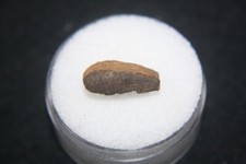 Cretaceous Hell Creek insect larvae cocoon fossil from Triceratops rib cage #21