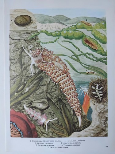 Vintage sea slug print - slug,