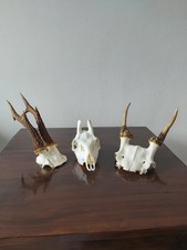 ROE BUCK FALLOW PRICKET DEER BUTTON BUCK SKULLS Animal Taxidermy Antlers Bundle